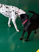 Pet boarding services Vipet Resort in Orlando in FL