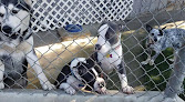 Pet boarding services Visalia's Vip Pet Boarding & More in Visalia in CA
