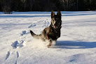 Pet boarding services Von Woden K9 in Weld in Maine