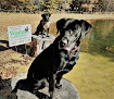 Pet boarding services Wade Kennels Llc in Cabot in Arkansas