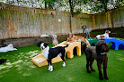 Pet boarding services Wag Atlanta in College Park in Fulton
