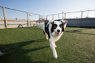 Pet boarding services Wag Hotels - San Francisco in San Francisco in California