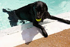 Pet boarding services Wag Town Pet Sitting, Doggie Daycare, And Training in Hattiesburg in MS