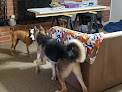 Pet boarding services Waggin' Tail Inn in Tucson in Tucson, AZ