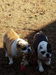 Pet boarding services Waggin Tails in Bogart in GA