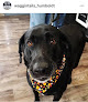 Pet boarding services Waggin' Tails in Humboldt in Kansas