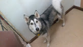 Pet boarding services Waggin' Tails Bed & Biscuit in Bentonville in Arkansas