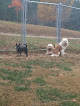 Pet boarding services Waggin' Tails Dog Boarding in Western Grove in Arkansas