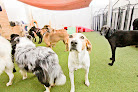 Pet boarding services Wagging Lounge Dog Resort in Columbia in Maryland