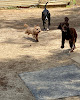 Pet boarding services Wagging Tails Dog Boarding in North Augusta in South Carolina