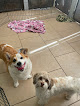 Pet boarding services Wagging Tails Pet Resort in Tempe in Arizona