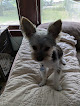 Pet boarding services Wagging Willow in Morrilton in Arkansas