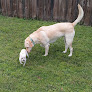 Pet boarding services Waggy Resort in Port St. Lucie in Florida