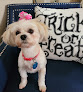 Pet boarding services Waggy Tail Grooming & Pet Resort The in Daphne in Alabama