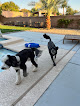 Pet boarding services Wagnstay in Las Vegas in Nevada