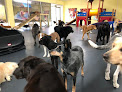 Pet boarding services Wags And Whiskers in Little Rock in Arkansas