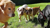 Pet boarding services Walks And Wags, Inc in Mobile in Alabama