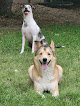 Pet boarding services Watson Pet Hospital in Denham Springs in Louisiana