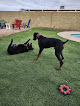 Pet boarding services Way Of Life Pet Sitting & Boarding, Llc in Apache Junction in Apache Junction, AZ