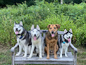 Pet boarding services Well Balanced Dog Training in Maynard in Massachusetts