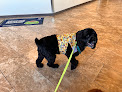 Pet boarding services Wellspring Animal Hospital in Wichita in Kansas