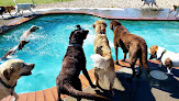 Pet boarding services West Chester Pet Resort in Chester in Virginia