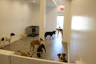 Pet boarding services What's Up Dog in Brooklyn in Brooklyn
