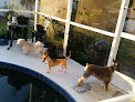 Pet boarding services Where Pets Are Family - Small Dogs (under 20lb) Boarding & Daycare in Port Charlotte in Florida