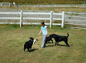 Pet boarding services Whidbey Bed And Biscuit in Clinton in WA
