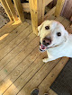 Pet boarding services Whispering Oaks Doggy Care And Overnight Retreat in Ethel in Louisiana