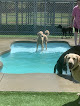Pet boarding services White Knoll Pet Resort, Day Spa And Aquatic Center in Lexington in South Carolina