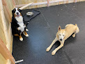 Pet boarding services White Mountain Dawg Barn in Tamworth in New Hampshire