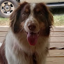 Pet boarding services White River Boarding Llc in Worthington in Indiana