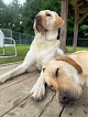 Pet boarding services White Willow Retreat For Dogs in Belgrade in Maine