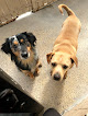 Pet boarding services Wiggles And Wags Pet Resort in Tempe in Arizona