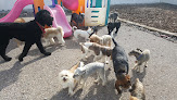 Pet boarding services Wiggles N’ Waggles Pet Resort & Spaw in Blackfoot in Idaho