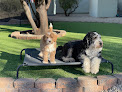 Pet boarding services Wild West Boarding & Daycare in Scottsdale in Scottsdale, AZ