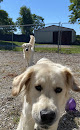 Pet boarding services Wildcat Country Dog Retreat in Versailles in Kentucky