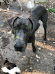 Pet boarding services Wildcat Pet Resort in Manhattan in KS