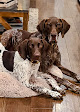 Pet boarding services Willow Creek Kennels in Little Falls in MN