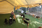 Pet boarding services Willow Wood Pet Resort & Training Center in New Albany in Franklin