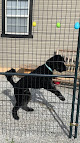 Pet boarding services Wilsons Boarding And Daycare, Llc in Somerset in Pulaski