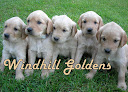 Pet boarding services Windhill Goldens in Bemidji in MN