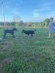 Pet boarding services Windy Ridge Kennel in Athens in OH