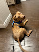 Pet boarding services Winter Garden Animal Hospital in Winter Garden in Florida
