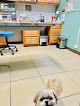 Pet boarding services Wise Owl Animal Hospital in Apotgan in Guam