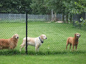 Pet boarding services Woodbine Hill Kennel in Huntley in IL
