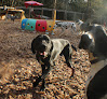 Pet boarding services Woods Creek Kennels in Monroe in WA