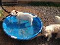 Pet boarding services Woodside Dog Camp in Orange in Virginia