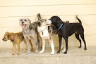 Pet boarding services Woof Central in Richfield in MN